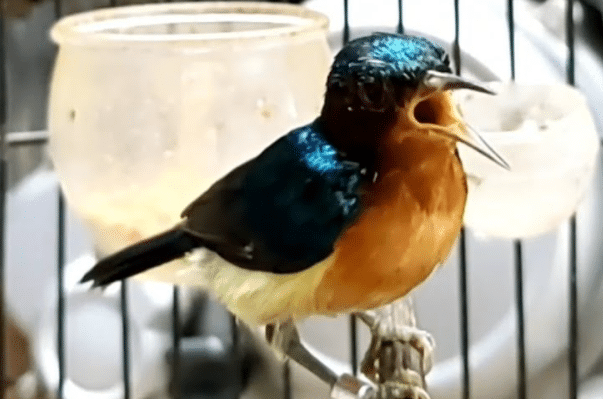 kolibri-wulung