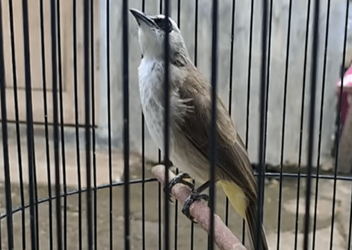 Makanan Buat Burung Trucukan Biar Gacor Dan Ngeropel Panjang