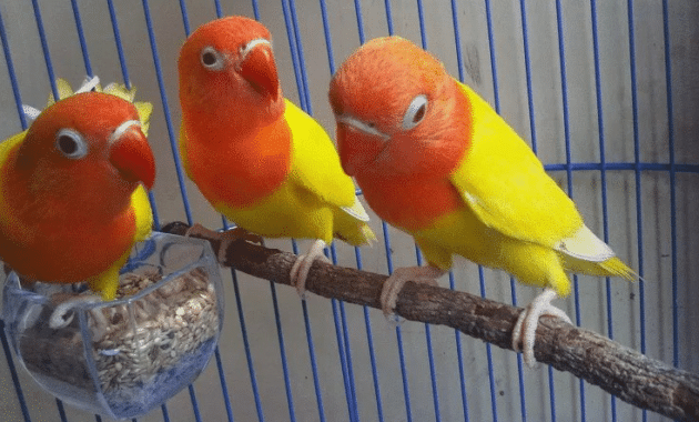 lovebird-paskun-bersih