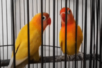 perbedaan-lovebird-pastel-kuning-dengan-lutino