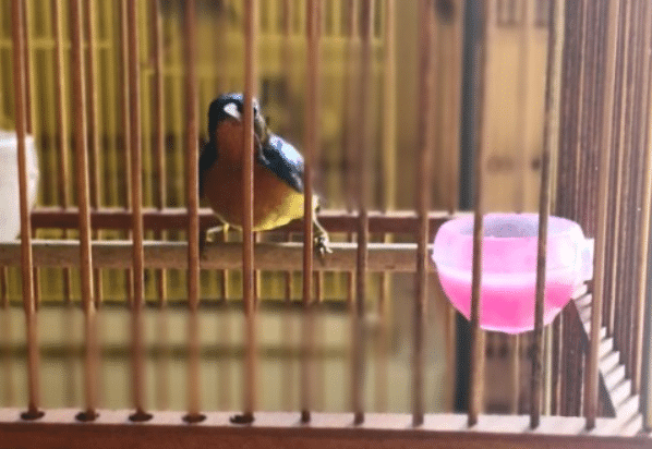 cara-merawat-burung-kolibri-wulung