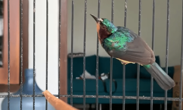kelebihan-kolibri-wulung