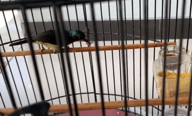 racikan-makanan-kolibri-wulung