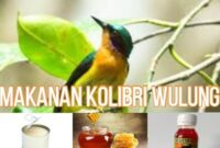 makanan-burung-kolibri-wulung