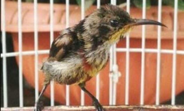 kolibri-ninja-trotol