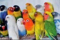 karakter-lovebird-berdasarkan-warna