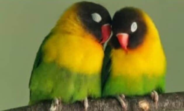 lovebird-lemas-tidak-mau-makan
