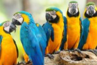 burung-macaw-biru