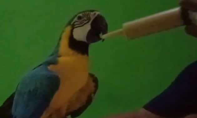 cara-melatih-burung-macaw