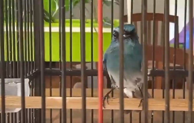 cara-merawat-burung-selendang-biru