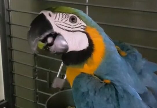 makanan-burung-macaw