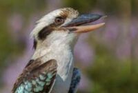 burung kookaburra