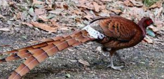 Harga Burung Copper Pheasant