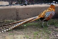 Harga Burung Reeves Pheasant