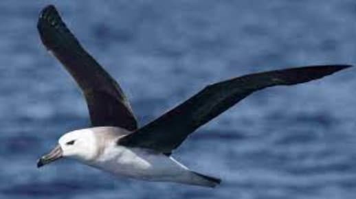burung albatros