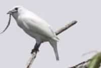 burung lonceng putih