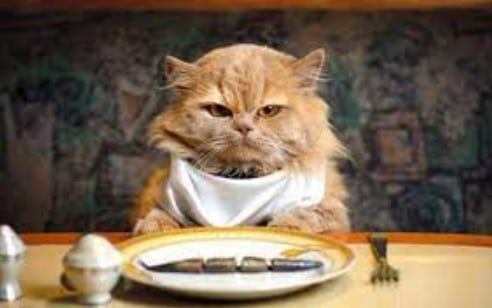10 Jenis Makanan Manusia yang Haram Untuk Kucing