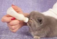Berikut Susu Untuk Bayi Kucing Yang Mudah Dijumpai
