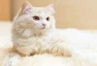Mengenal Kucing Anggora