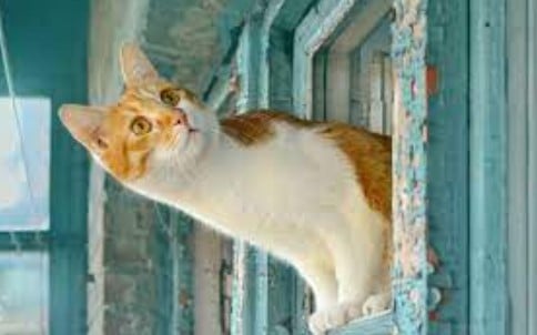 Tips Memelihara Kucing Kampung Agar Cantik