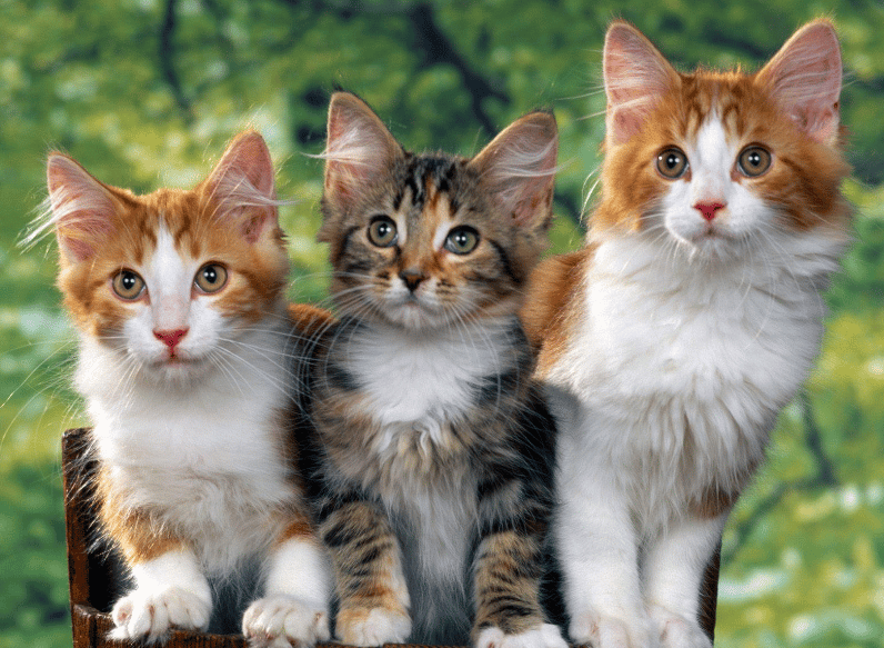 6 Cara Mendisiplinkan Kucing Peliharaanmu