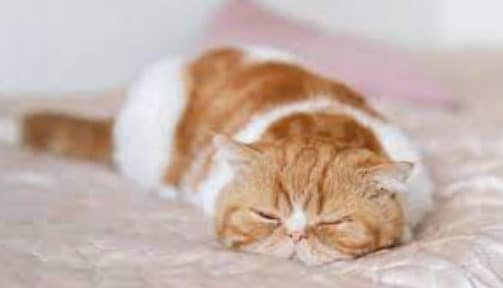 7 posisi tidur kucing beserta artinya