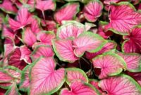 8 tanaman hias berdaun pink