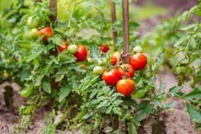 Langkah Budidaya Tomat Untuk Pemula