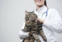 6 Masalah Kesehatan Kucing Paling Umum