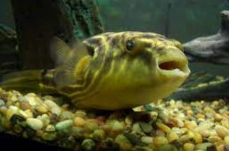 Fahaka Pufferfish