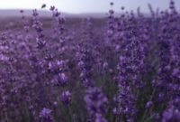 5 Jenis Tanaman Lavender
