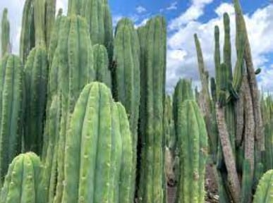 Kaktus San Pedro