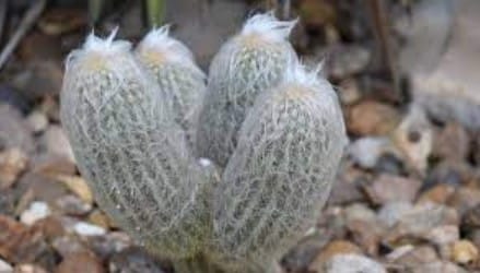 Kaktus Uban